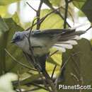 Image of White-tailed Blue Flycatcher
