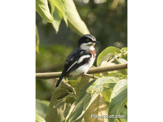 Image of platysteirid birds