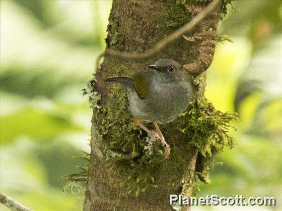 Image of Camaroptera Sundevall 1850