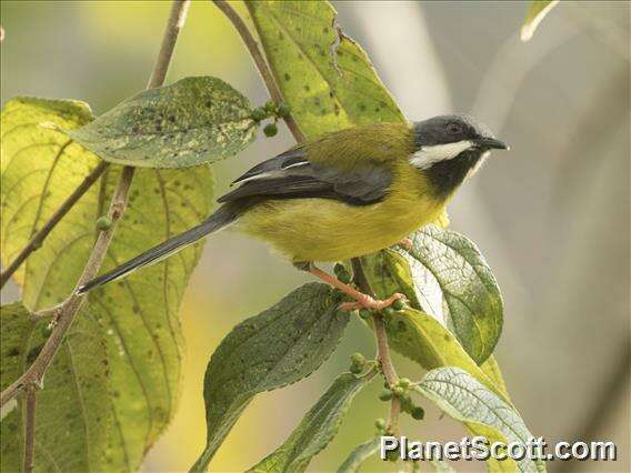 Image of Apalis Swainson 1833