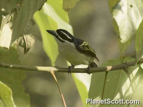 Image of Tinkerbird