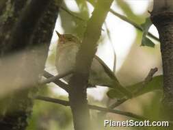 Image of Red-faced Woodland Warbler