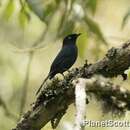 Image of Yellow-eyed Black-Flycatcher