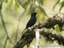 Image of Melaenornis Gray & GR 1840