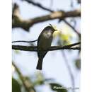 Image of White-bellied Crested-Flycatcher