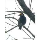 Image of Black-billed Weaver