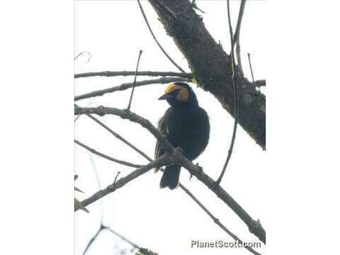 Image of Black-billed Weaver