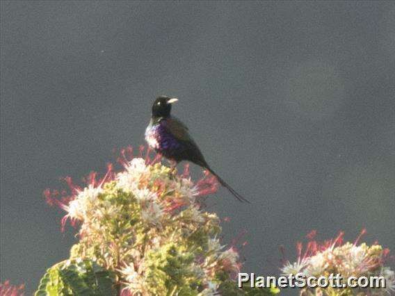 Image of African Long-tailed Sunbirds