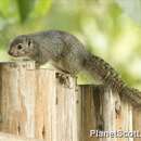 Image of Rwenzori Sun Squirrel