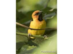 Image of Black-necked Weaver