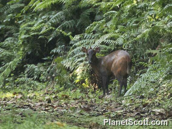 Red-flanked duiker - Wikipedia