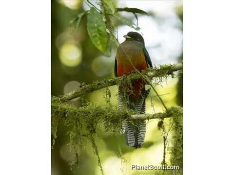 Image of African Trogons