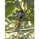 Image of Levaillant's Cuckoo