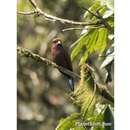 Image of Blue-throated Roller