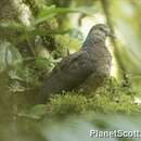 Image of Western Bronze-naped Pigeon