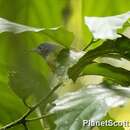 Image of Gray-headed Sunbird