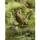 Image of Plain Greenbul