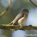 Image of Cassin's Flycatcher