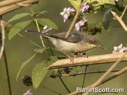 Image of Apalis Swainson 1833