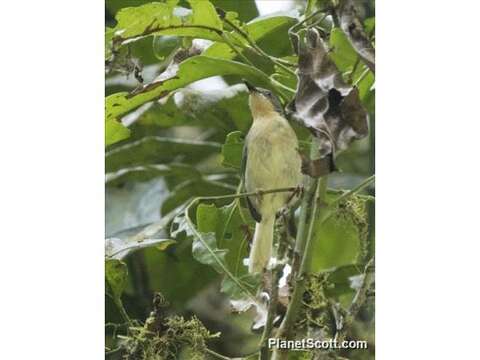 Image of Apalis Swainson 1833