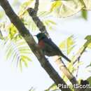 Image of Olive-bellied Sunbird