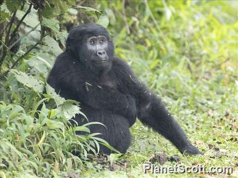 Plancia ëd Gorilla I. Geoffroy Saint-Hilaire 1852