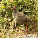 Image of Red-necked Francolin