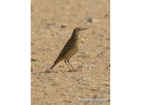 Image of Plain-backed Pipit