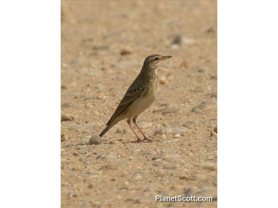 Слика од Anthus leucophrys Vieillot 1818