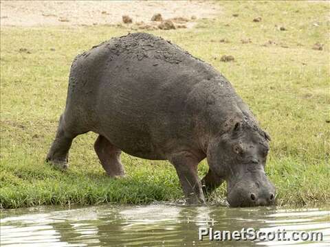 Image de Hippopotamus Linnaeus 1758