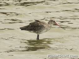 Imagem de Limosa Brisson 1760