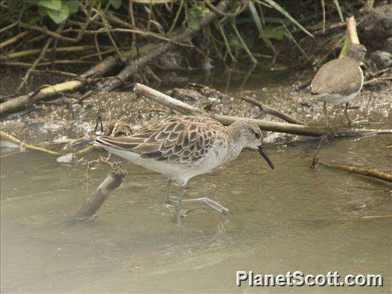 Image of Calidris Merrem 1804