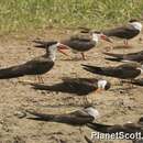 Image of African Skimmer