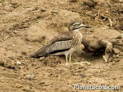 Image of stone-curlews