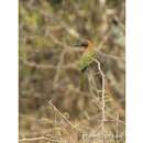 Image of Red-throated Bee-eater