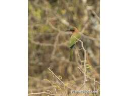 Image of Red-throated Bee-eater