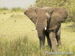 Image of African elephant