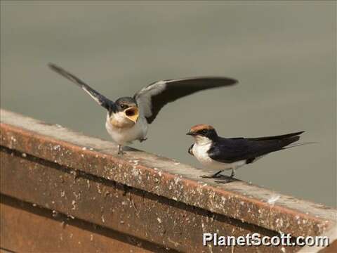 Hirundo Linnaeus 1758 resmi