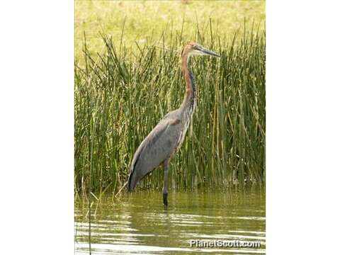 Image of Ardea Linnaeus 1758