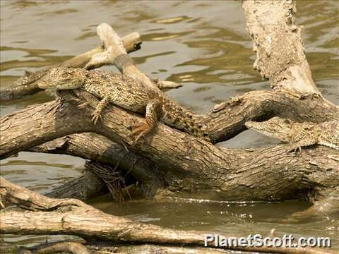 Image of Crocodylus