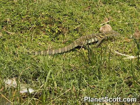 Image of monitor lizards