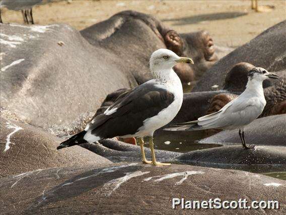 Image of Larus Linnaeus 1758