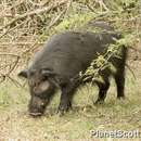 Image of Eastern Forest Hog