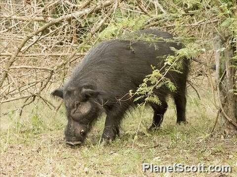 Image of Giant Forest Hogs