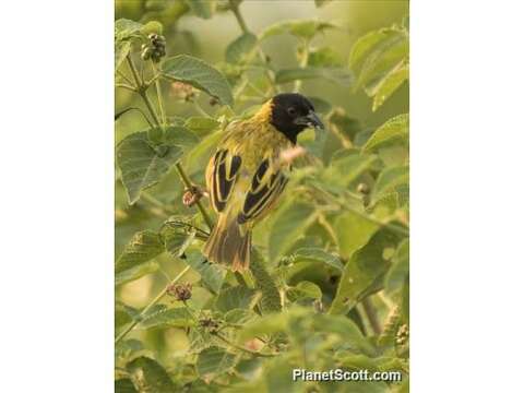 Image of Little Weaver