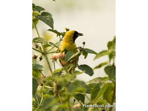 Image of Slender-billed Weaver