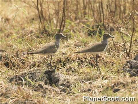 Image of Lesser Black-winged Plover