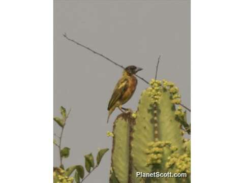 Image of Black-headed Weaver