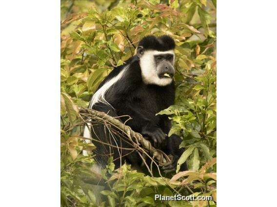 Image of Black-and-white Colobus Monkeys