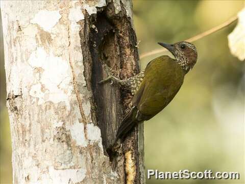 Image of African Green Woodpeckers